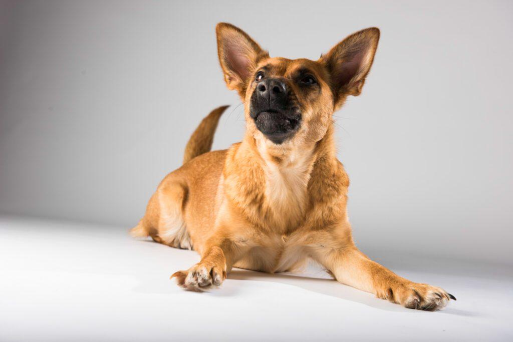 tiere - mbl hp-6